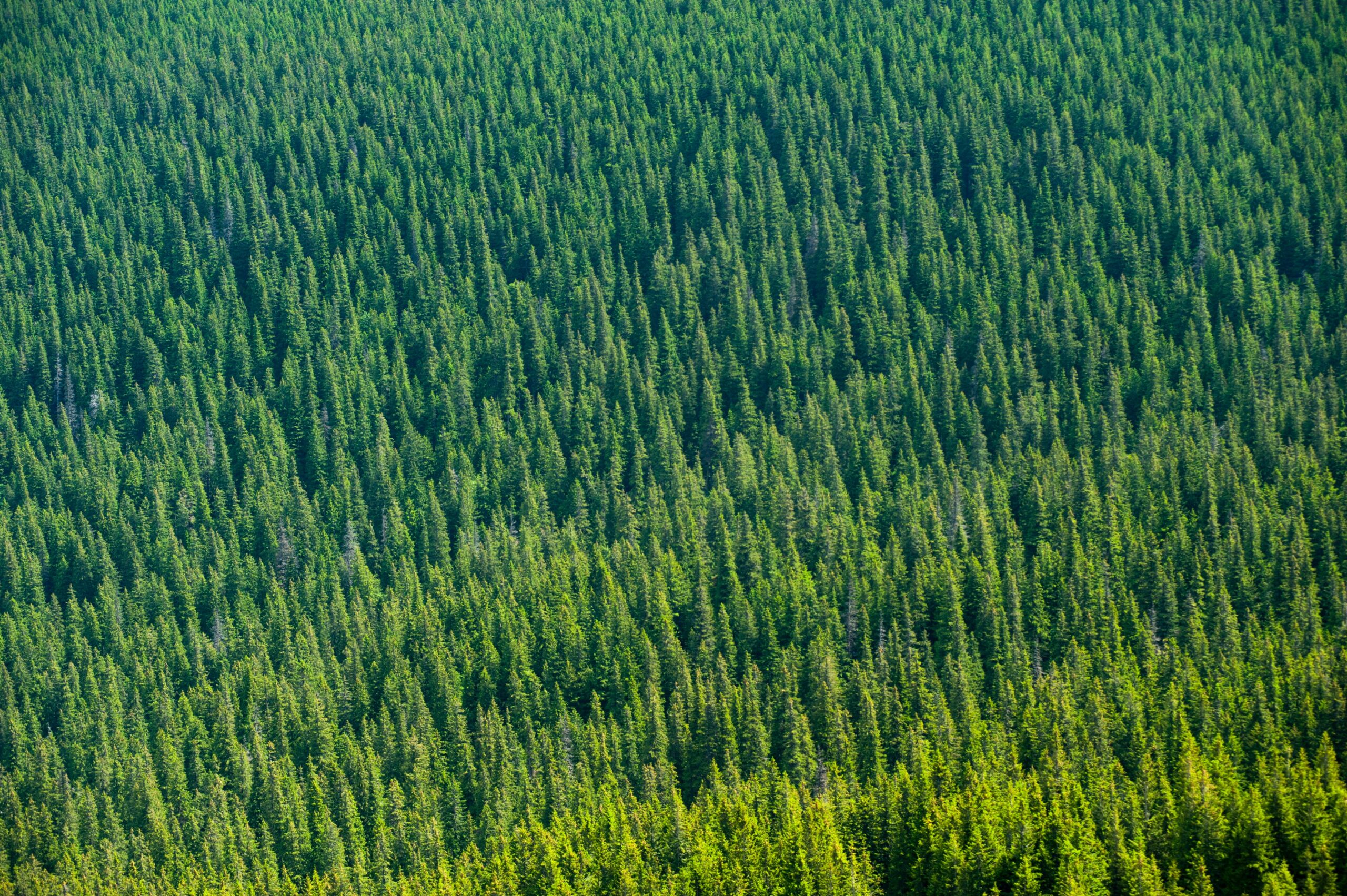 4k-wallpaper-conifers-environment-1174183-scaled