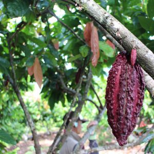 Provision of a quotation for the supply of satellite-based technology services for the identification and monitoring of production and supply risk in Colombian cacao farming