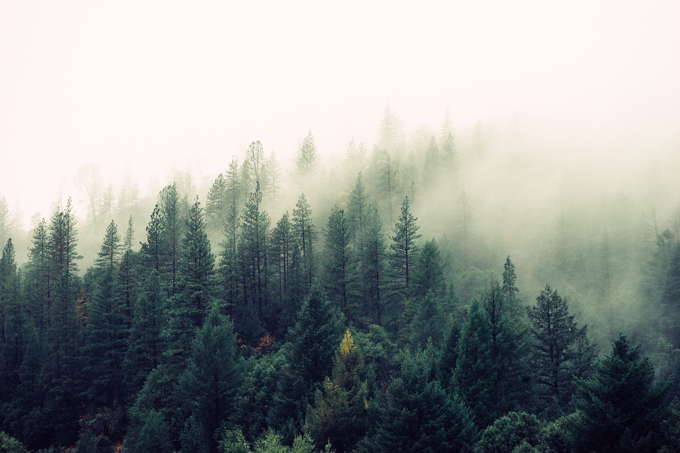 fog-foggy-forest-4827